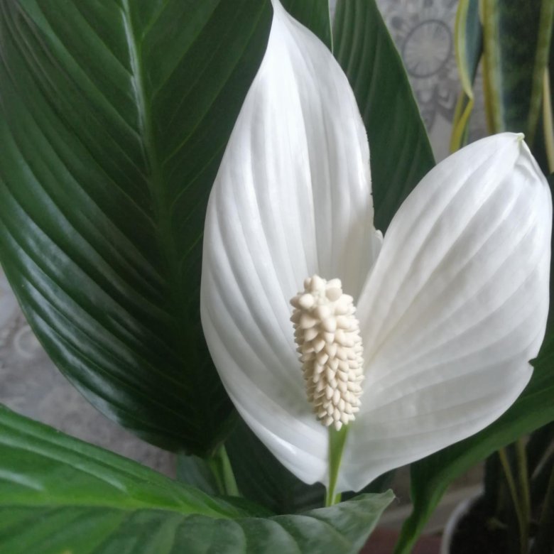 Спатифиллум королевский, сильвер – купить в Краснодаре, цена 500 руб ...