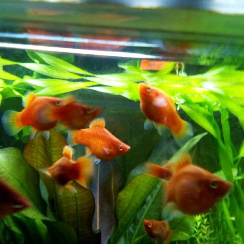 Дисковая красная пецилия . – купить в Новосибирске, цена 40 руб., дата ...