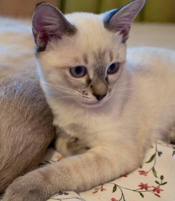 Тайский кот