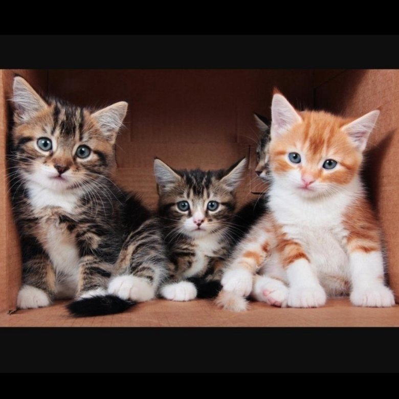 До какого возраста коты котята. Котята. три кота фото. kitten. сноу-шу котята фото.