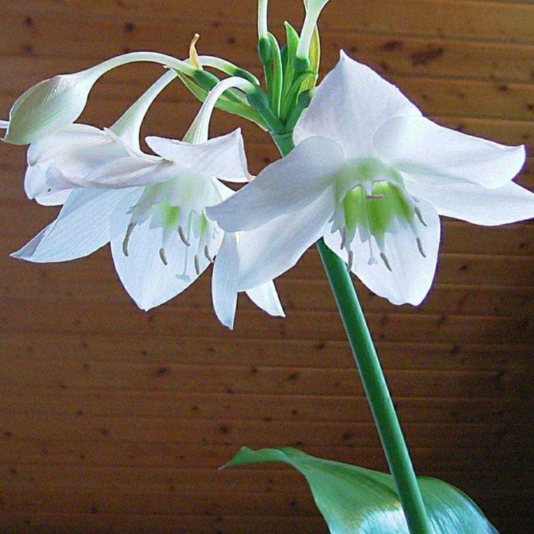 Эухарис амазонская лилия – купить в Саратове, цена 400 руб., дата ...