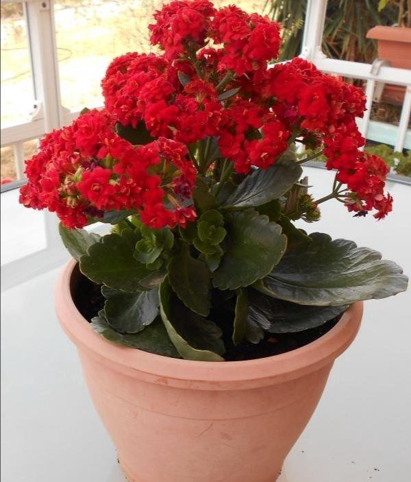 Kalanchoe blossfeldiana