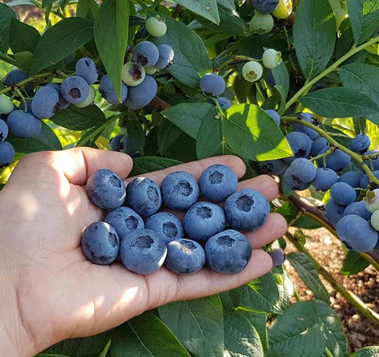 Какие крупные сорта голубики. Голубика высокорослая эрлиблю. Голубика садовая юрковская. Голубика нельсон куст. Голубика блюкроп.