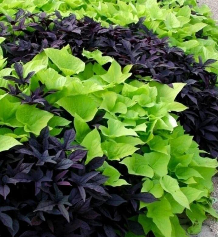 Ипомея батат – купить в Москве, цена 150 руб., дата размещения: 18.05. ...