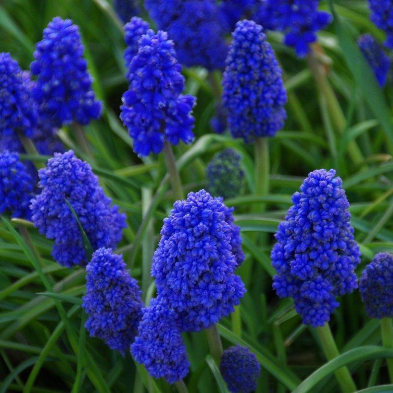 Amazon.com: Hyacinth Flower Bulbs