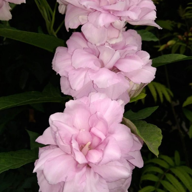 Черенки. – купить в Белово, цена 100 руб., дата размещения: 17.07.2023 ...