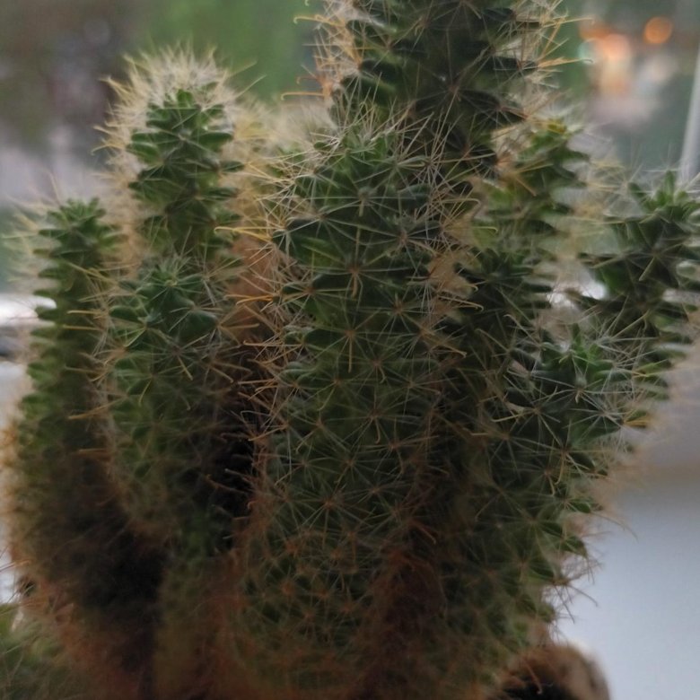 💥Кактус – купить в Стерлитамаке, цена 50 руб., продано 11 января ...
