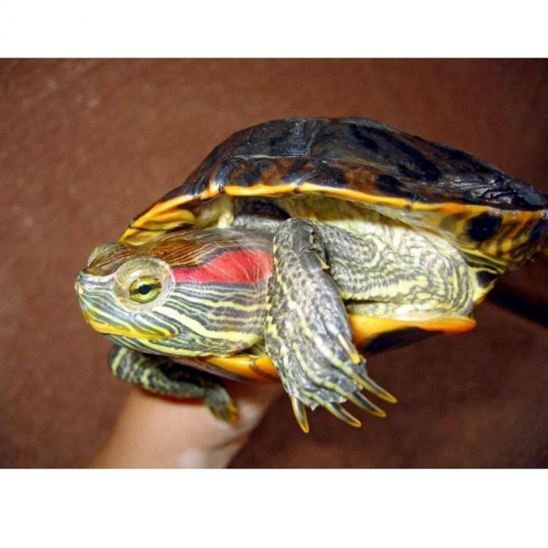 Красноухая черепаха какая