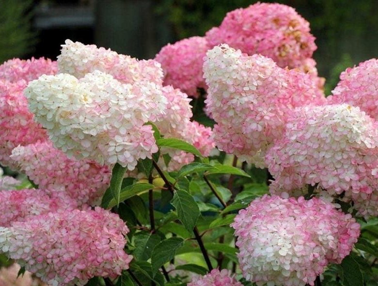 Гортензия метельчатая Тач оф Пинк (Touch of Pink) – купить в Самаре ...