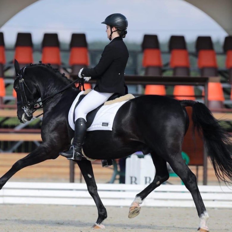 Верховой езды/аренда лошади. Дети/любитель – купить в Москве, цена 3 ...