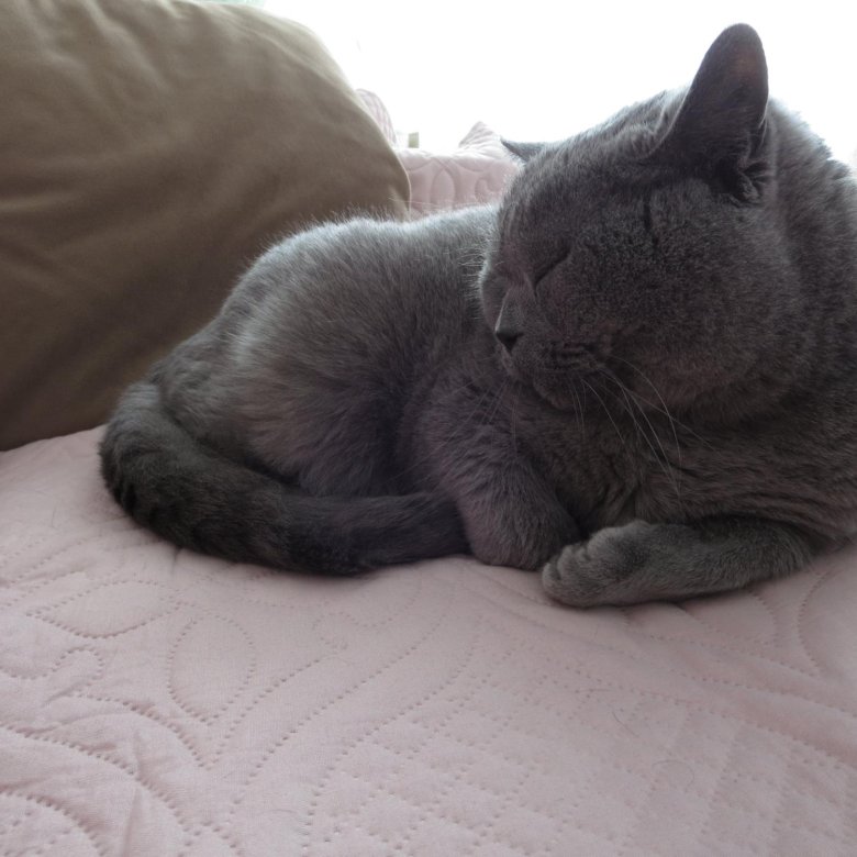 Передержка кошек – купить в Краснознаменске, цена 800 руб., дата ...