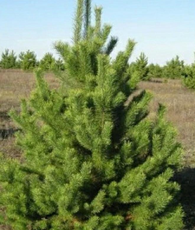 Сосна не пахнет