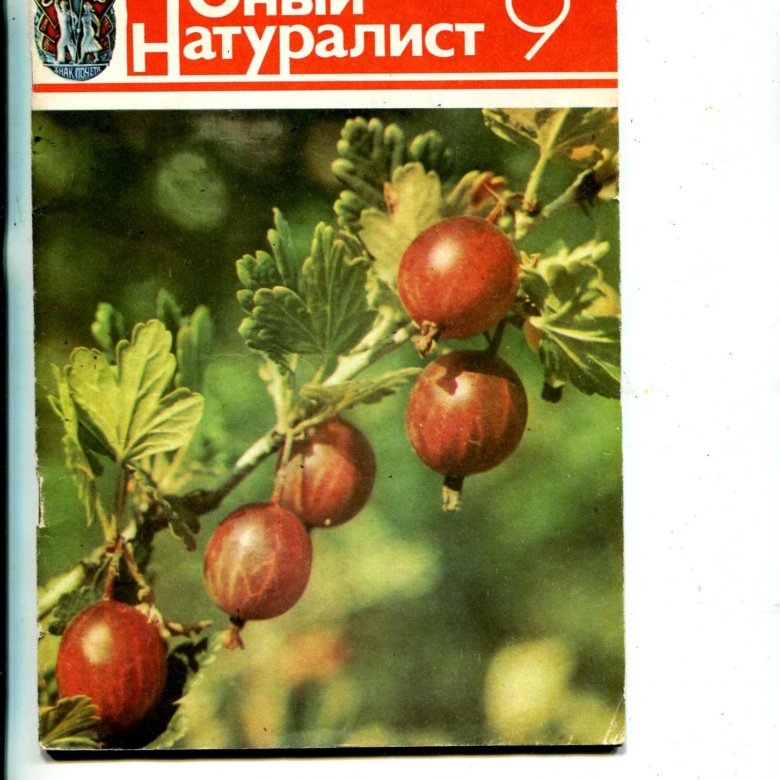 Юный натуралист ссср. Юный натуралист 1985. Журнал Юный натуралист 1985. Журнал Юный натуралист 1985 год. Сорт помидор Юный натуралист.