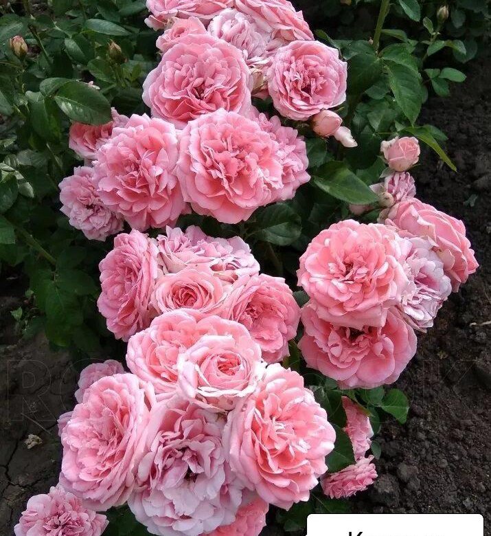 Фото роза флорибунда кимоно фото