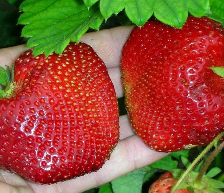 Саженцы клубники цунаки. Клубника Цунаки. Клубника Цунаки фото.