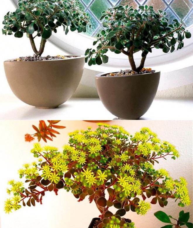 Аихризон - красивое растение из семейства Толстянковые. Его родиной является о. 