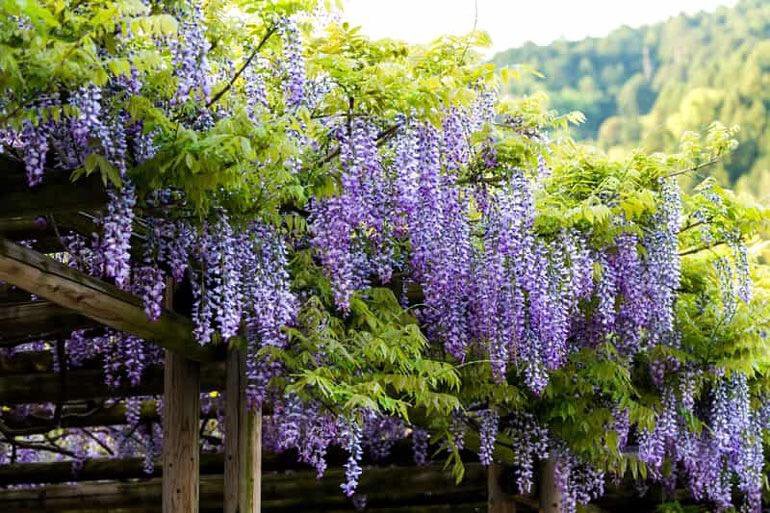Wisteria Vine Wisteria frutescens Live Plant 'Amethyst Etsy