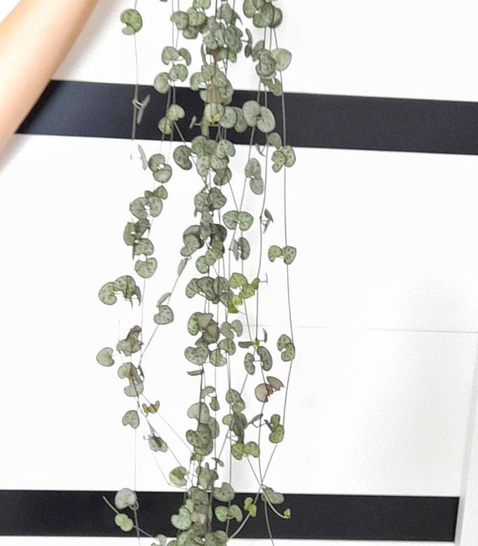 Церопегия Вуда (Ceropegia woodii) – купить в Хабаровске, цена 50 руб ...