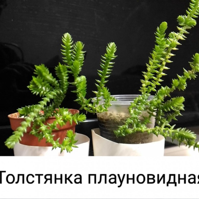 Суккуленты – купить в Иваново, цена 100 руб., дата размещения: 16.07. ...