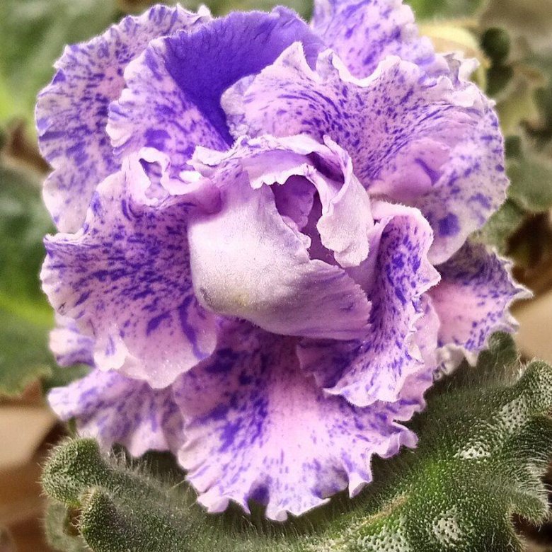 Фиалка нд марракеш