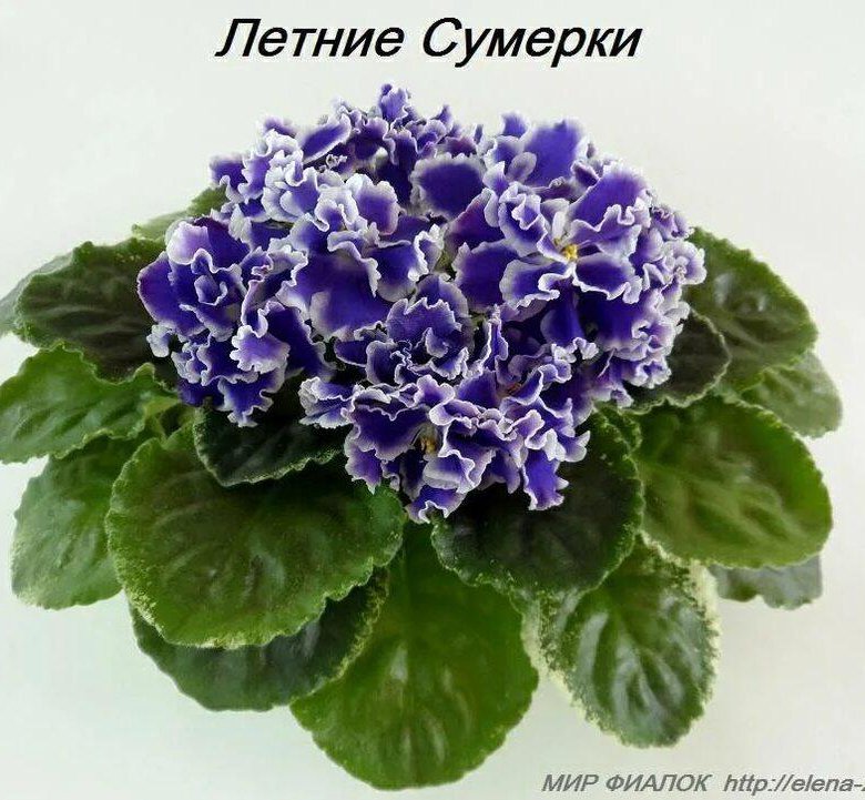 Фиалка описание сорта фото отзывы Фиалка, детка в отдельном стаканчике - купить в Дзержинске, цена 100 руб., прода