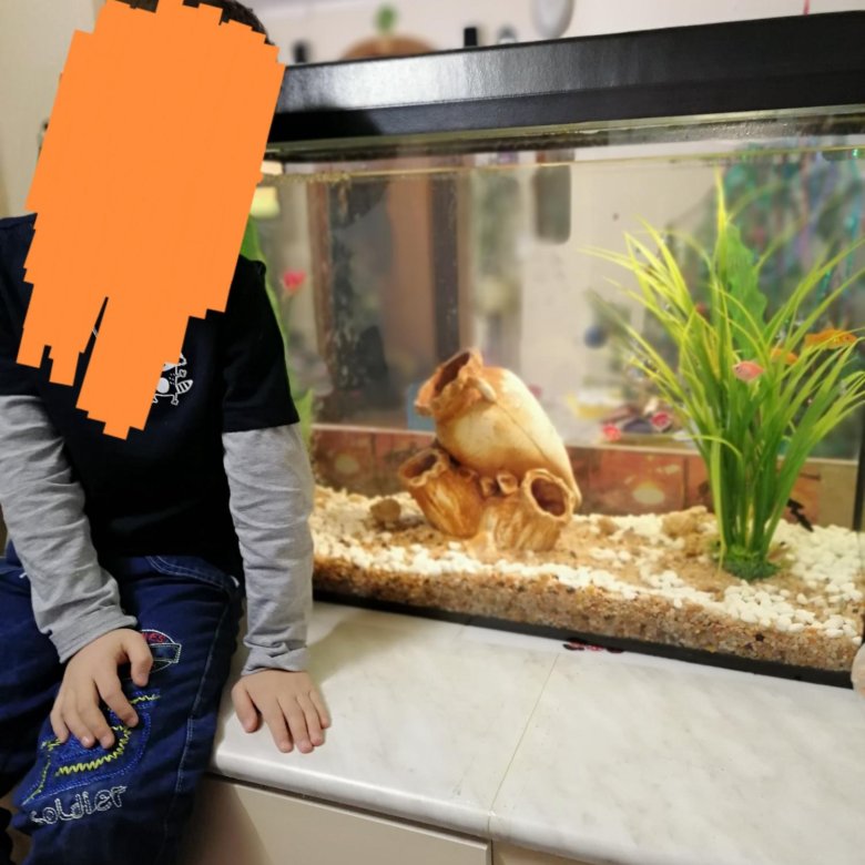 Срочно продам аквариум – купить в Самаре, цена 4 500 руб., дата ...
