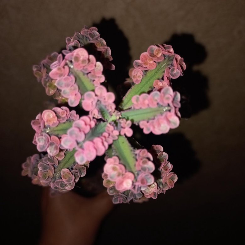 Каланхоэ-розовые бабочки – купить в Москве, цена 200 руб., дата ...