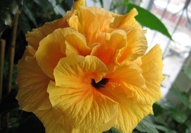 Saffron Moon Hibiscus tree, Dried hibiscus flowers, Hibiscus plant