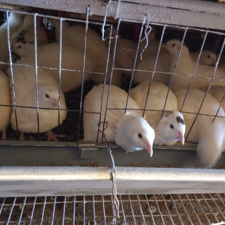 Перепела несушки🐤 – купить в Горном Щите, цена 250 руб., дата ...