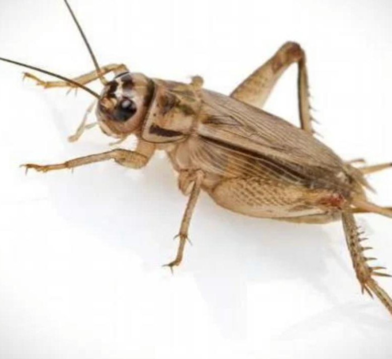 3. Кормление экзотических животных сверчков