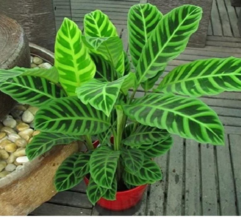 Калатея зебрина. Калатея зебровидная. Calathea Zebrina/Калатея зебрина. Калатея зебровидная (Calathea Zebrina).