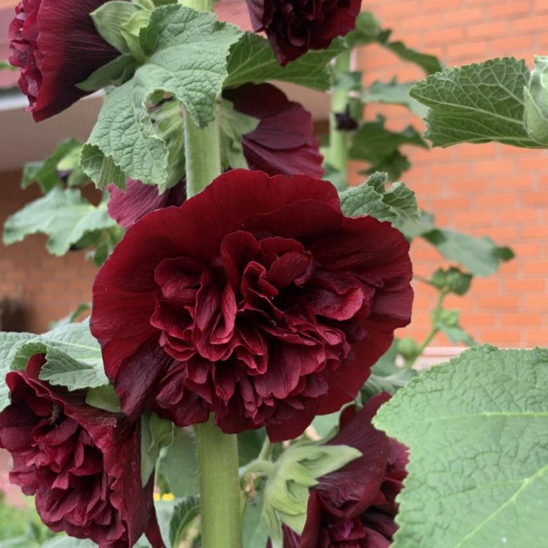 Шток-Роза – купить в Оренбурге, цена 1 руб., дата размещения: 07.09. ...