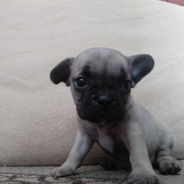 Французский бульдог мини питомник. Французский бульдог мэджик. Французский авито. Мерель французский бульдог. Французский авито.