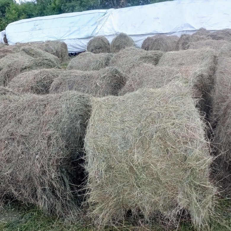 Солома и Сено в рулонах – купить в Назарово, цена 1 400 руб., дата ...