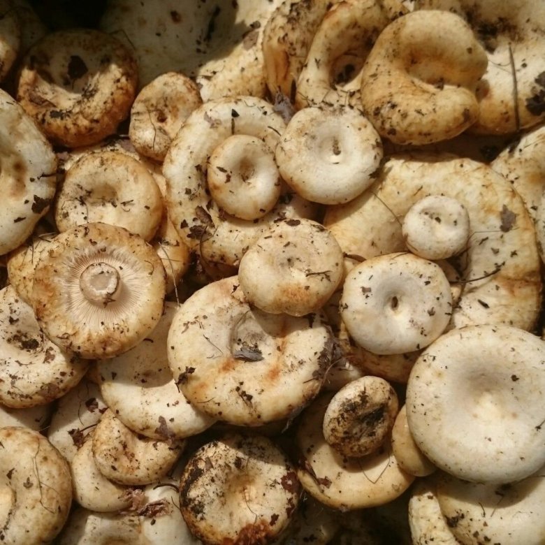 Груздь водянистозоновый (Lactarius aquizonatus). Гриб белый груздь. Груздь Дальневосточный. Груздь белый Сибирский.