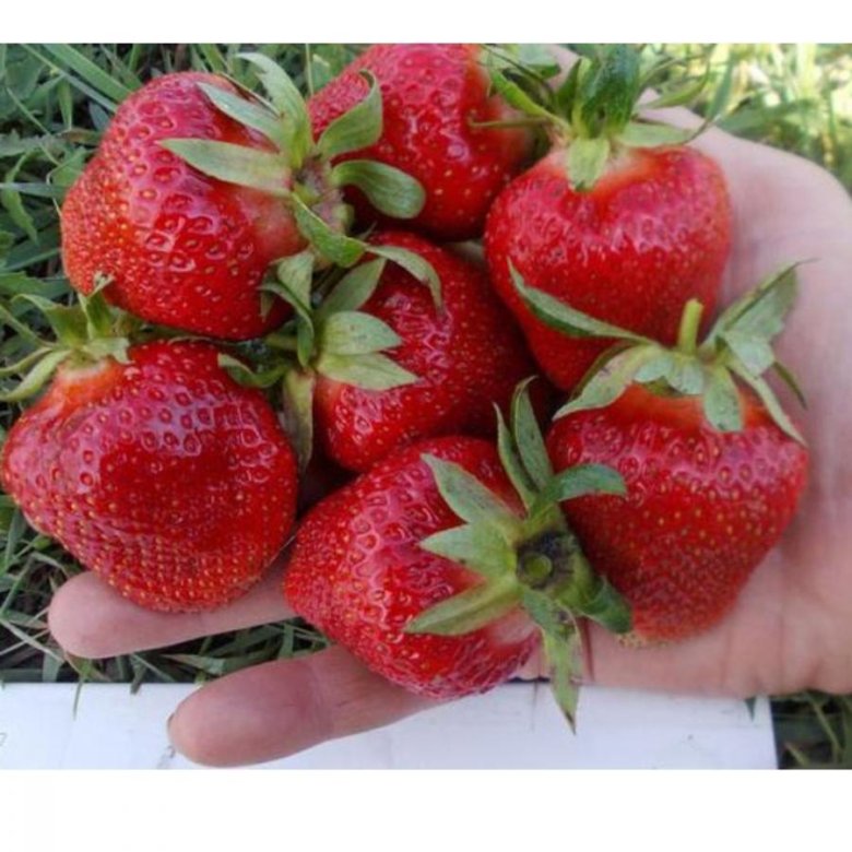 Клубника клери форум. Клубника клери форум. Клубника клери киргизия. Клубника клери форум. Земляника садовая клери.