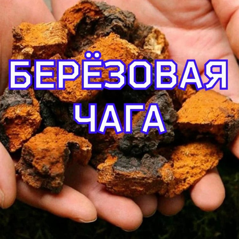 Чага Березовая Цена