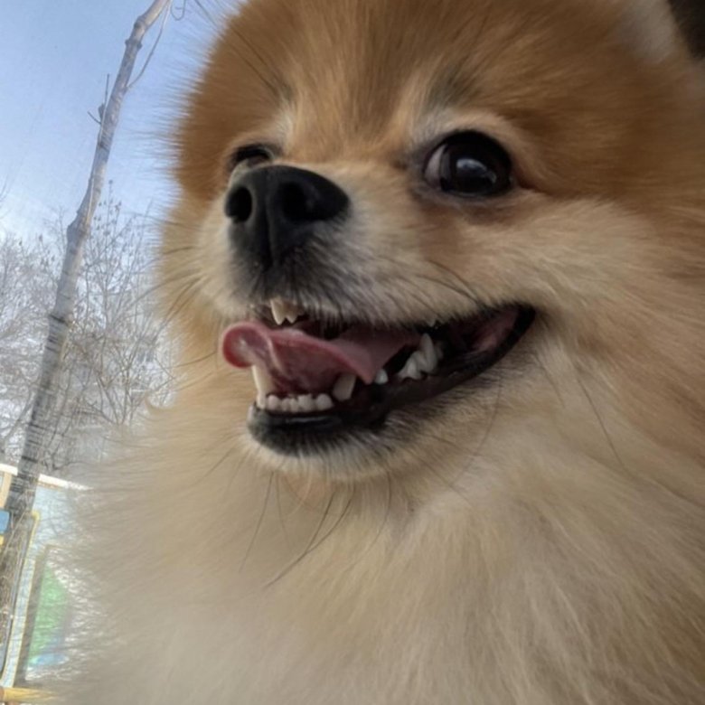 ! Вязка шпиц! Собака не продаётся!!!!! – купить в Хабаровске, цена 2 ...