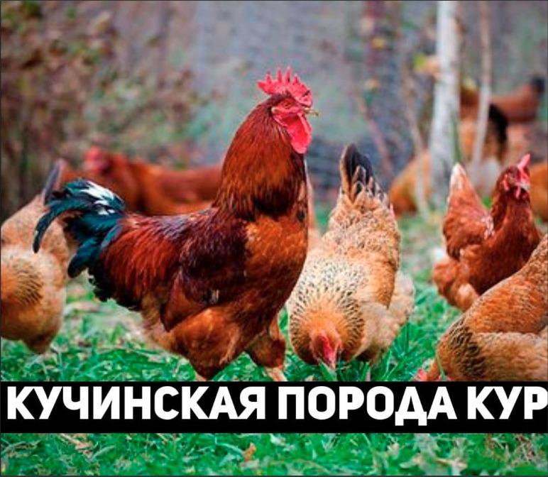 Курица Юбилейная Фото