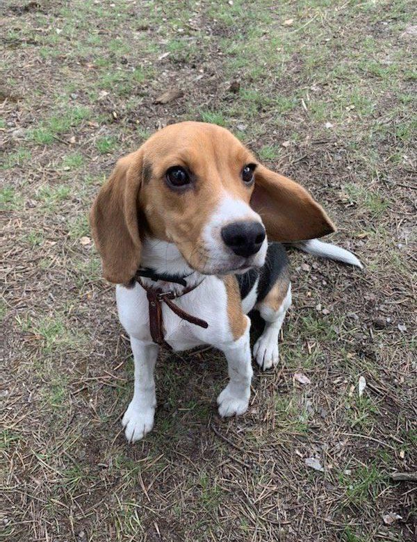 Продам щенка породы Бигль – купить в Москве, цена 13 600 руб., дата ...