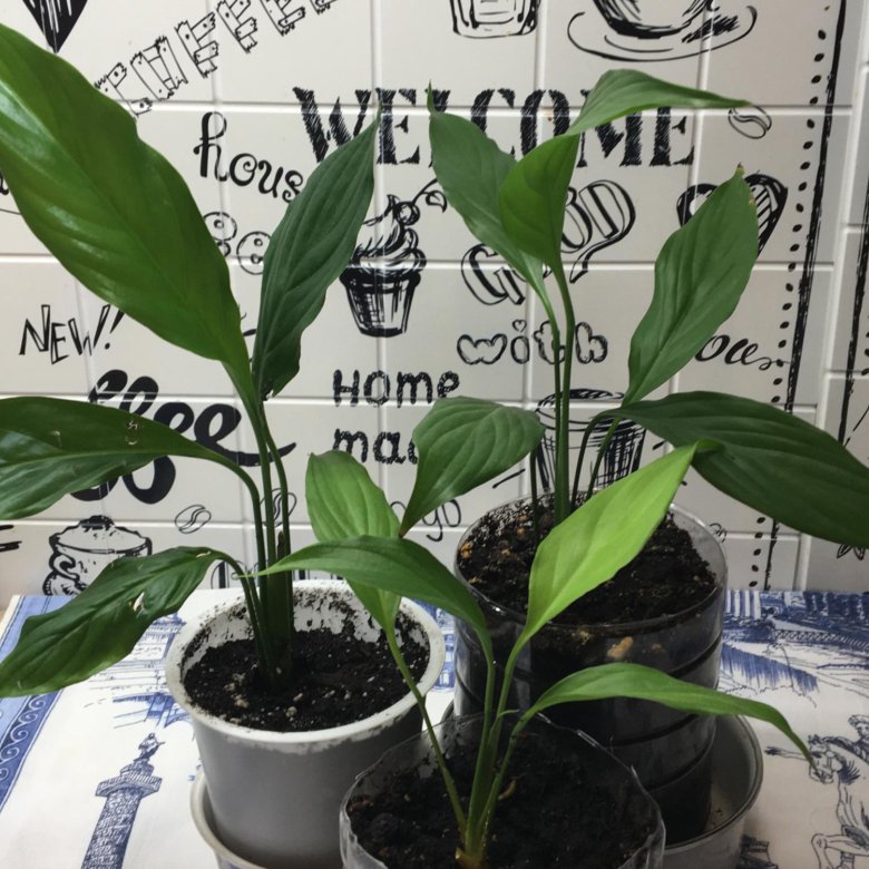 Комнатное растение Спатифиллум – купить в Санкт-Петербурге, цена 75 руб ...