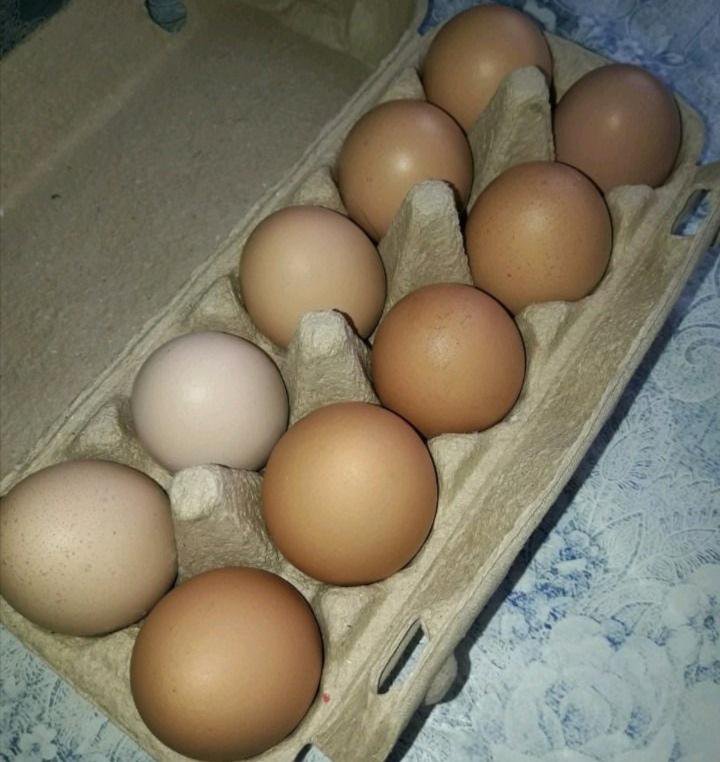 Купить яйца иваново. Домашние яйца 150 рублей. Домашние яйца в Ростовской области. Яйца Колпино. Продам яйцо домашнее куриное по 150 рублей десяток.