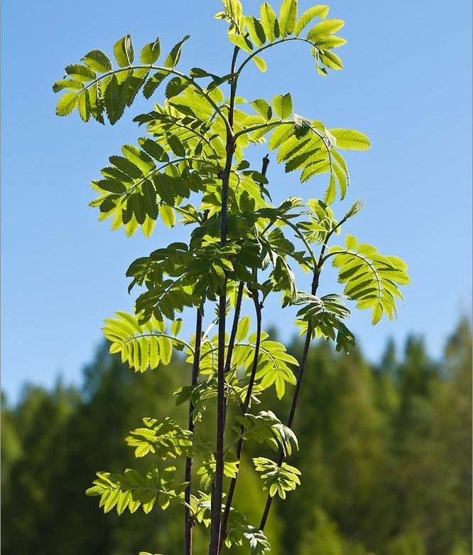 Рябина обыкновенная – купить в Красноярске, цена 350 руб., дата ...
