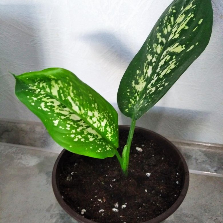 Диффенбахия. – купить в Видном, цена 200 руб., продано 2 апреля ...