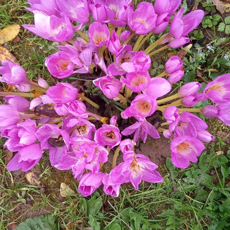 Безвременник – купить в Москве, цена 50 руб., дата размещения: 23.10. ...