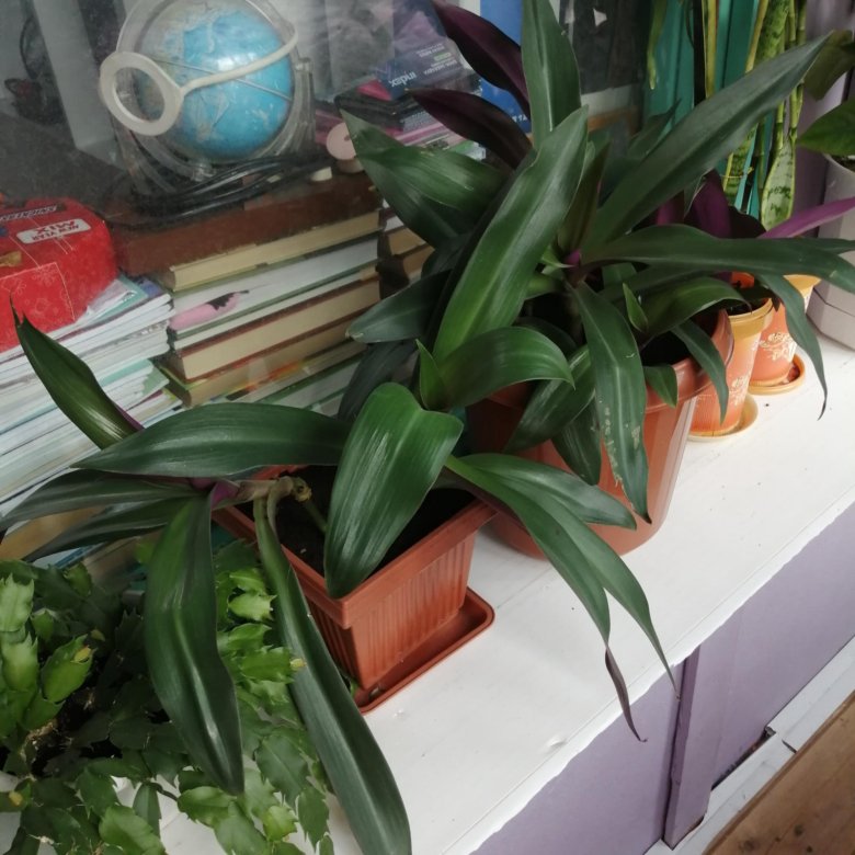 Роео покрывальчатое – купить в Москве, бесплатно, дата размещения: 26. ...