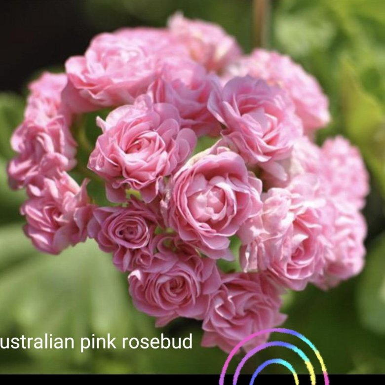 Пеларгония розебуд. Пеларгония Pink Rosebud. Пеларгония австралиан Пинк розебуд. Пеларгония розебудная розовая. Герань австралиан Пинк.