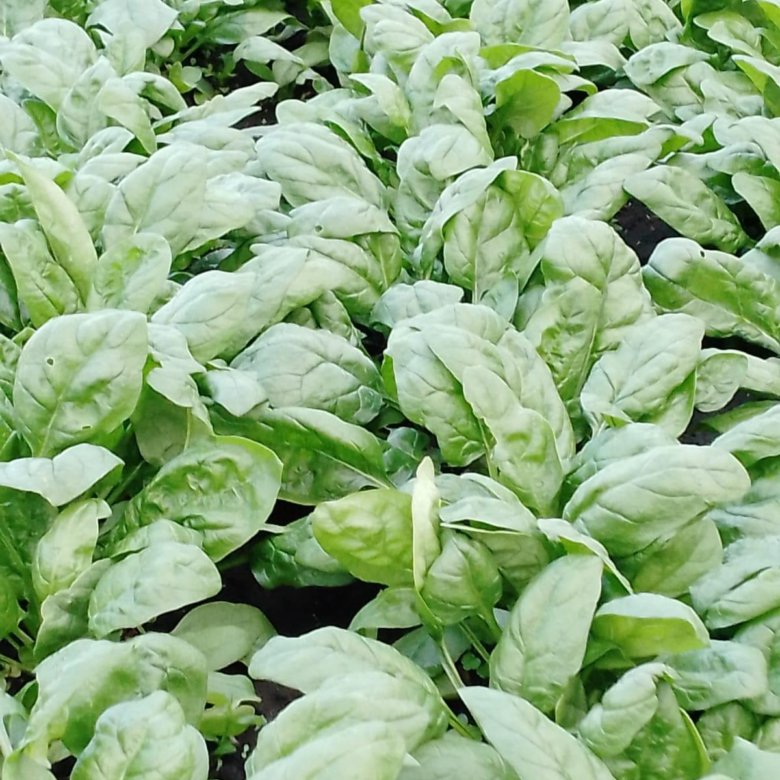 базилик и шпинат. микрозелень шпинат. шпинат f1 мариска. домашний шпинат. шпинат матадор микрозелень.