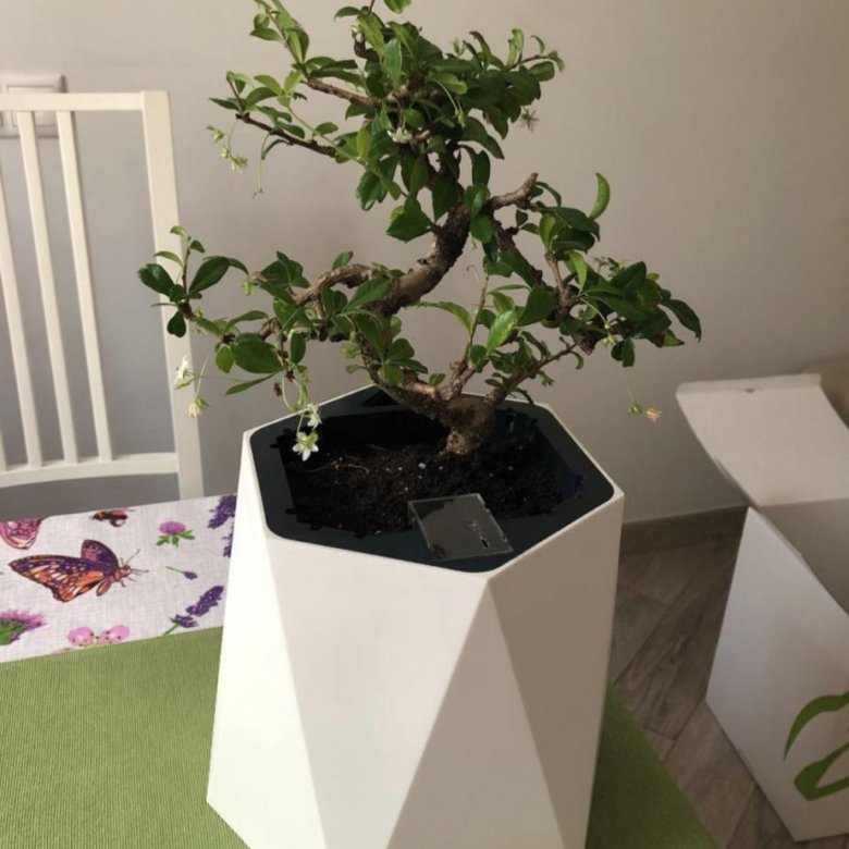 Умное кашпо с автополивом my pot – купить в Москве, цена 2 000 руб ...