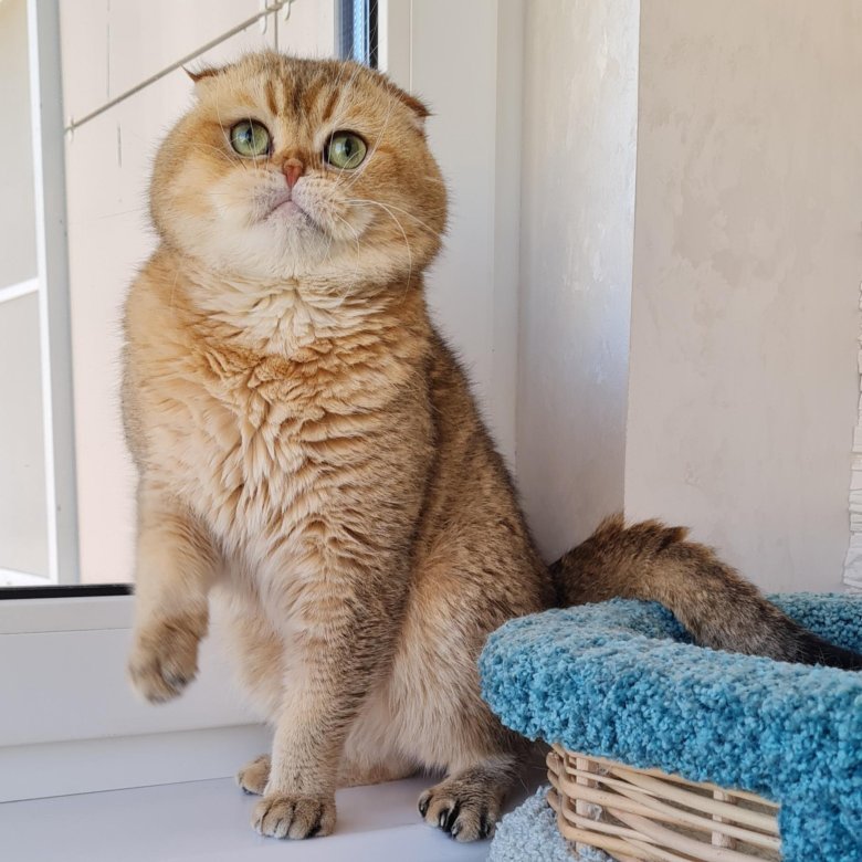 Шотландский вислоухий кот фолд золотой для вязки – купить в Москве ...